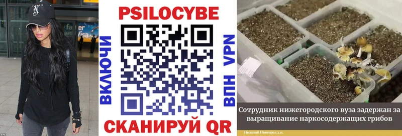 Псилоцибиновые грибы мицелий  Заполярный 